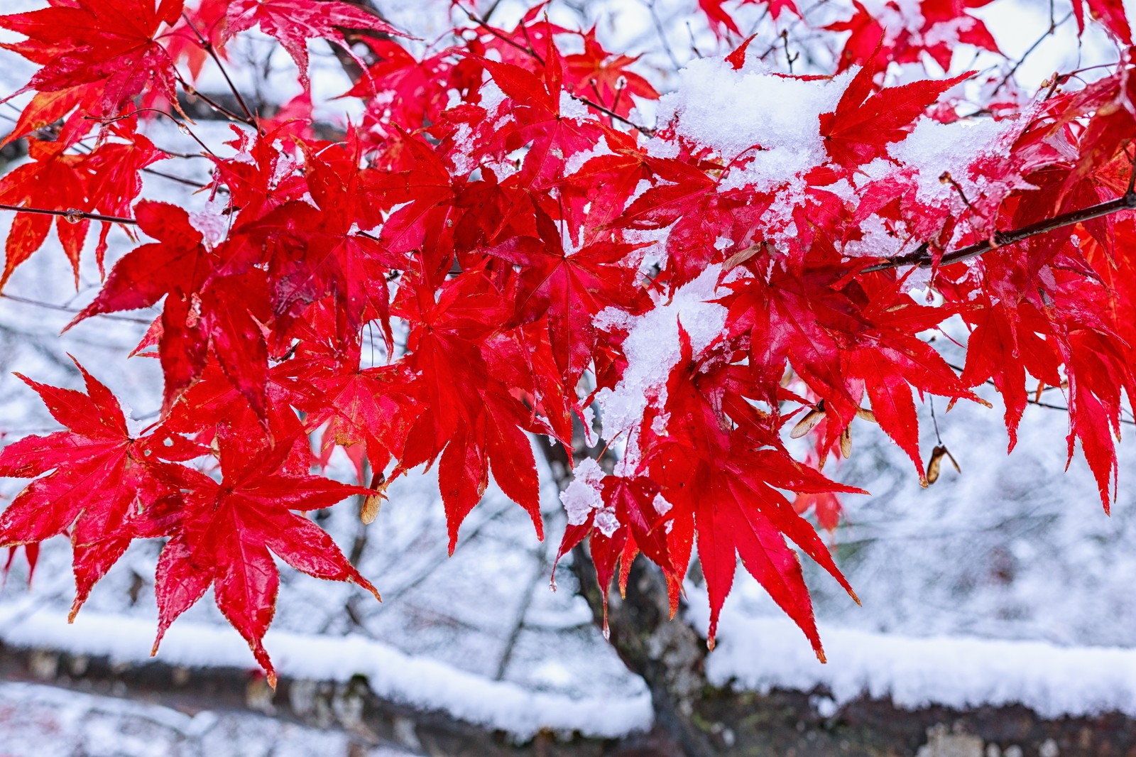 12月の京都イメージ