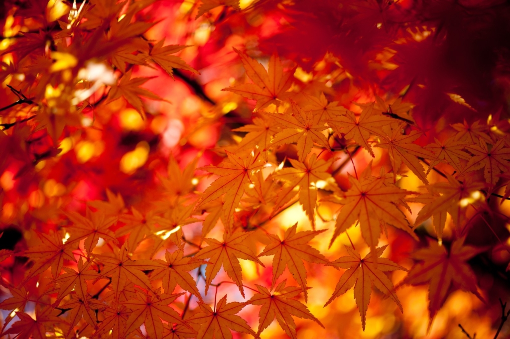 秋の京都紅葉イメージ