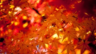 秋の京都紅葉イメージ
