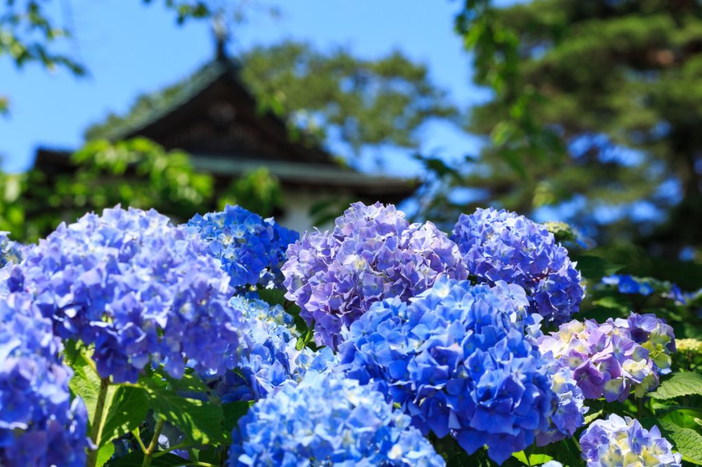 6月京都観光のイメージ
